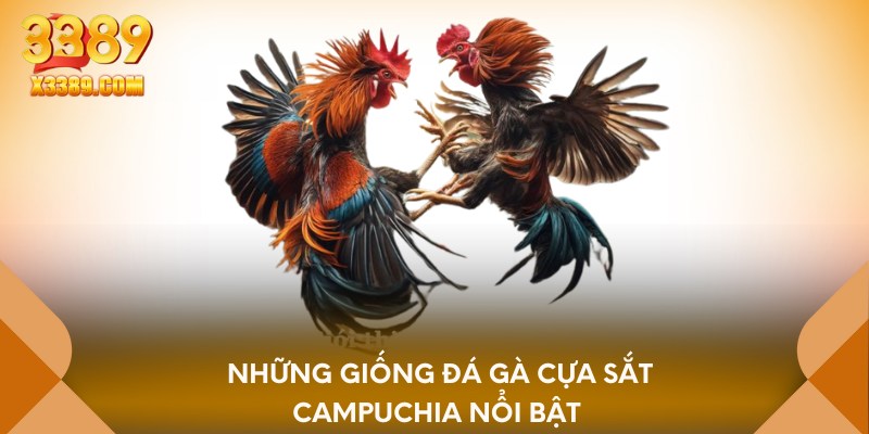 Những giống đá gà cựa sắt campuchia nổi bật 